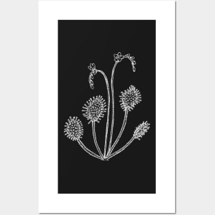 Drosera rotundifolia round leaved sundew Plant Botanical Drawing Carnivorous Plant Posters and Art